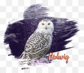 Welcome To - Snowy Owl Png,Hedwig Png