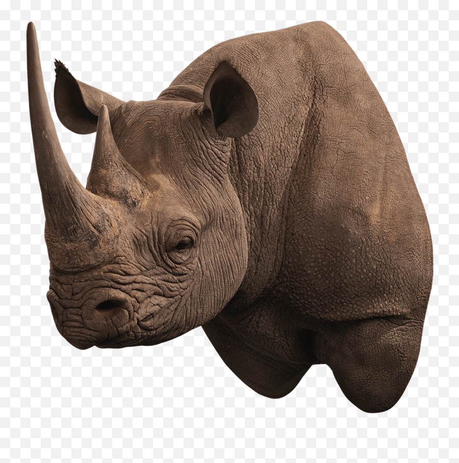 Our Work - Black Rhinoceros Png,Rhinoceros Png