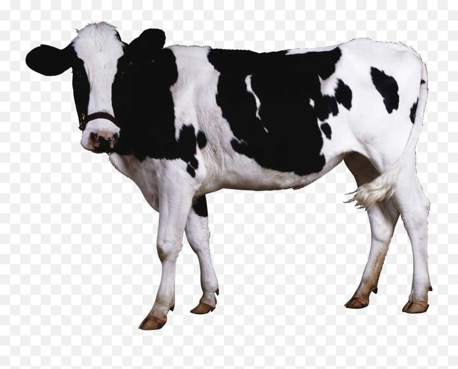 Cow Png Images - Cow Png,Cattle Png