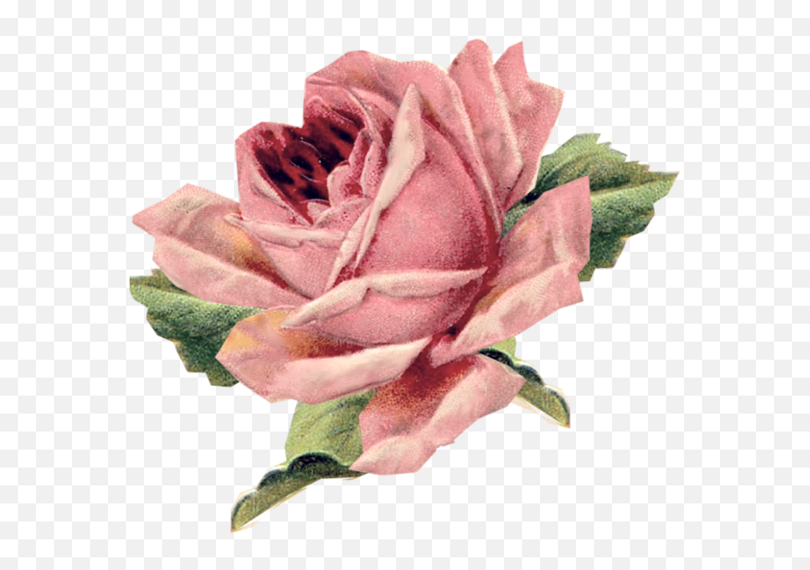 Parental Advisory In Roses - Vintage Rose Transparent Png,Vintage Rose Png