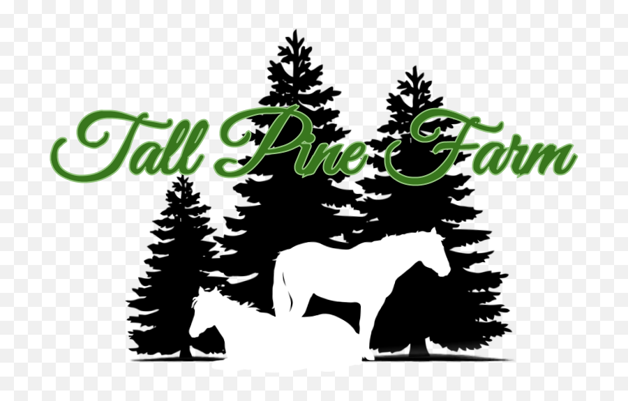Download Hd Tall Pine Farm - Black And White Trees Png Pine Tree Silhouette Transparent,Pine Trees Png