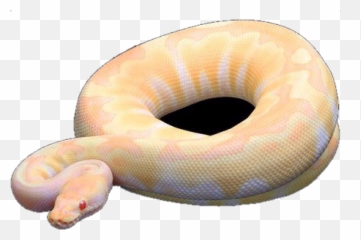 Download Exotic Reptiles For Your Home - Reptile Full Burmese Python Png,Reptiles Png
