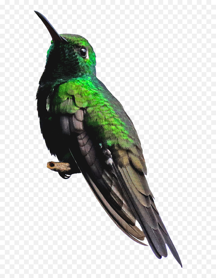Png Transparent Images Free Download Hummingbird