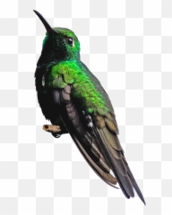 Png Transparent Images Free Download Hummingbird
