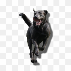 Pc Computer - Star Wars Battlefront 2 2017 General Genral Grevious Png