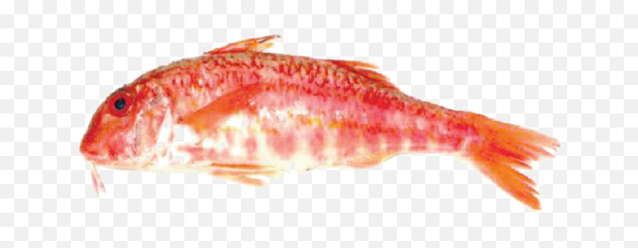 Red Mullet - Goldfish Png,Mullet Png