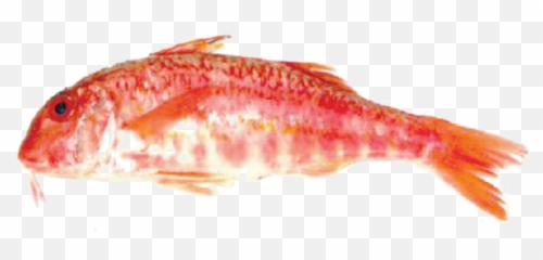 Red Mullet - Goldfish Png,Mullet Png