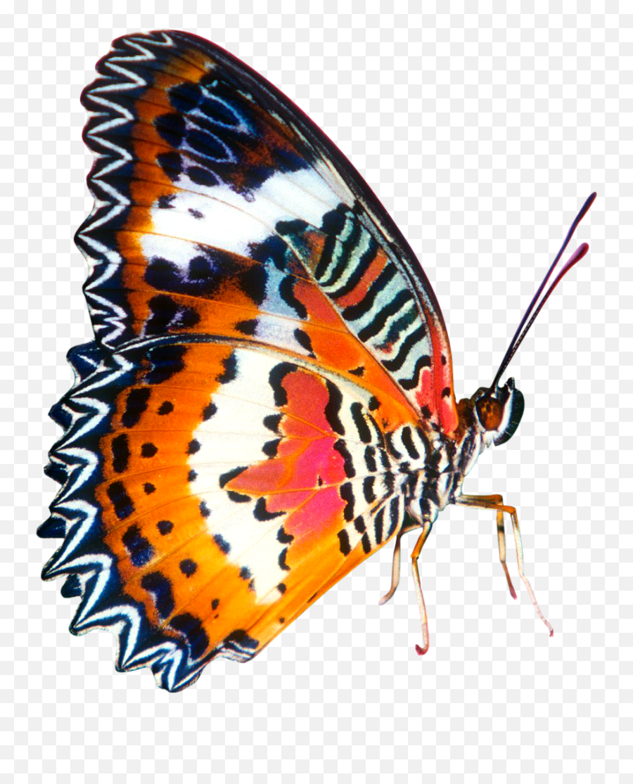 Butterfly Png Colourful In Big Size Transparent Background - Butterfly Images Png,Big Png
