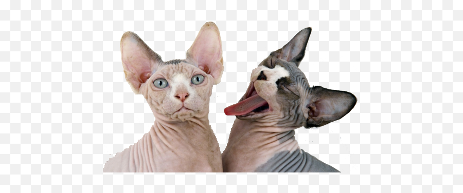 Sphinx Cat Tumblr Crazy Cats Cute Sphynx - Sphynx Cat Png,Funny Cat Png