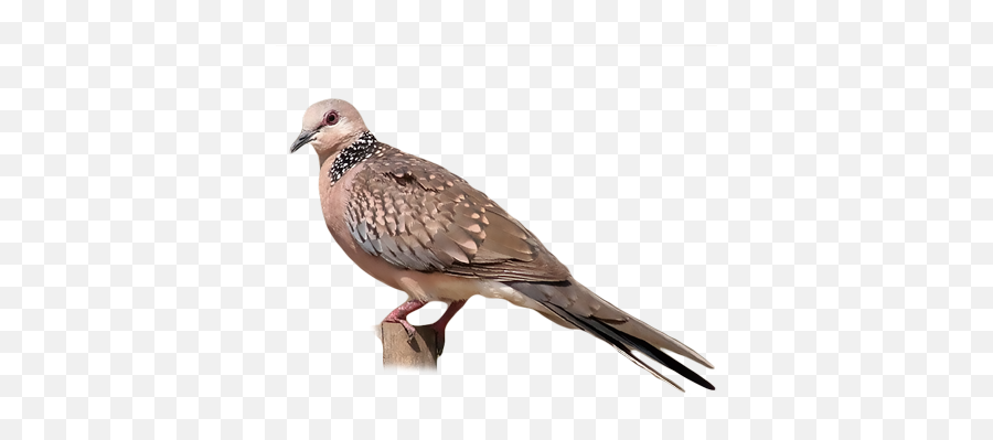Spotted Dove Png Image - Spotted Dove Png,Dove Png