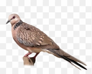 Spotted Dove Png Image
