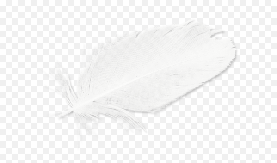 Download Feathers White Black Feather Hd Image Free Png - Line Art,Black Feathers Png