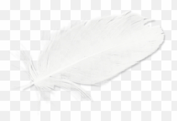 Download Feathers White Black Hd Image Free Png - Line Art