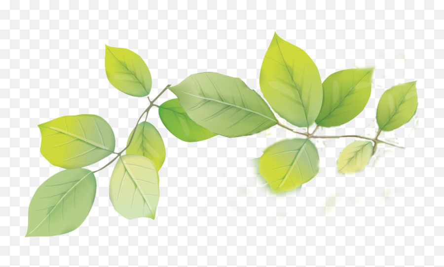 Download Hd Leafs Png Transparent - Tree,Leafs Png
