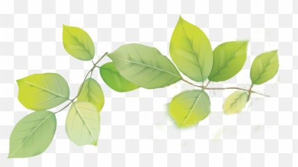 Download Hd Leafs Png Transparent - Tree,Leafs Png