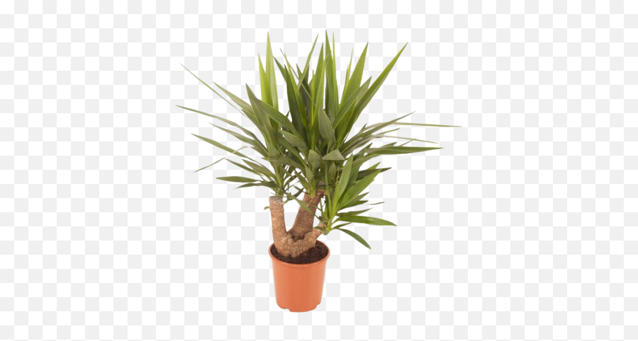 Yucca Elephantipes Branched Tough And - Flowerpot Png,Yucca Png