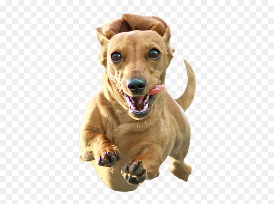 Dachshund Png Transparent Image - American Pit Bull Terrier,Dachshund Png