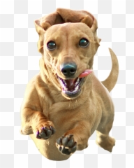 Dachshund Png Transparent Image - American Pit Bull Terrier,Dachshund Png