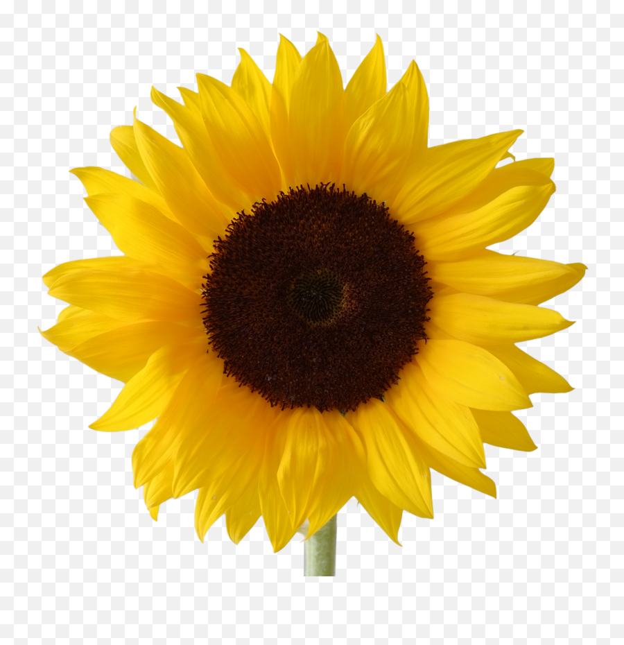 Icon Free Download Sunflower Vectors - Clipart Sunflower Png,Sunflower Emoji Transparent