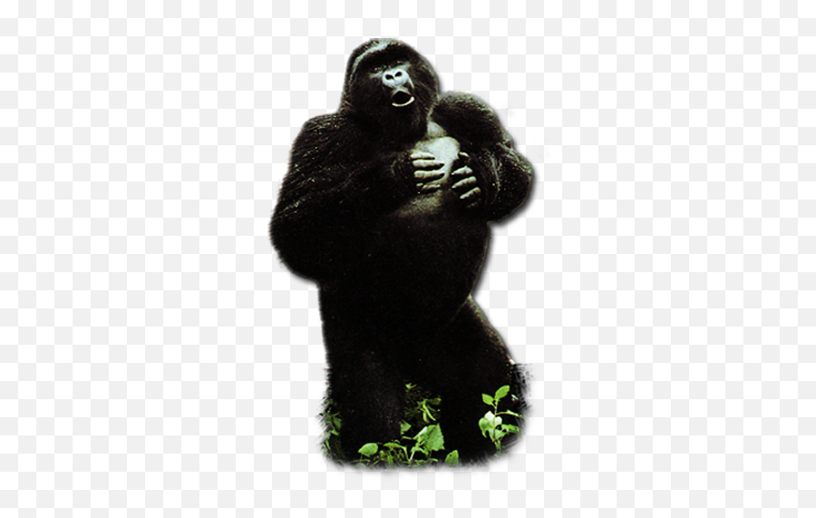 Gorilla U2013 Hominoid1101 - Monkey Png,Gorilla Transparent Background