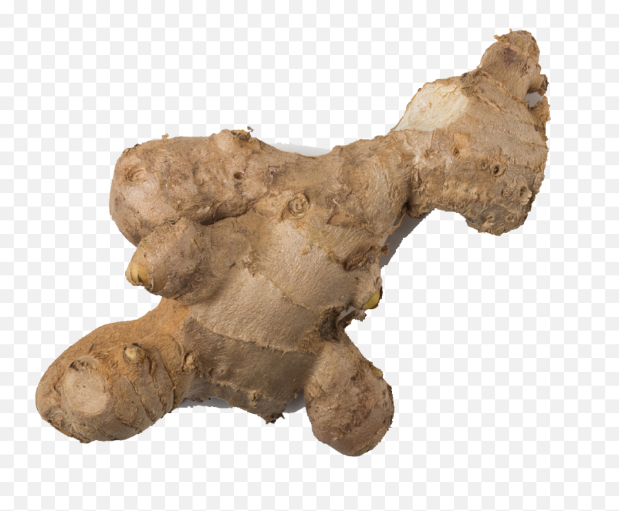 Root Ginger Transparent Cartoon - Jingfm Ginger Png,Ginger Png