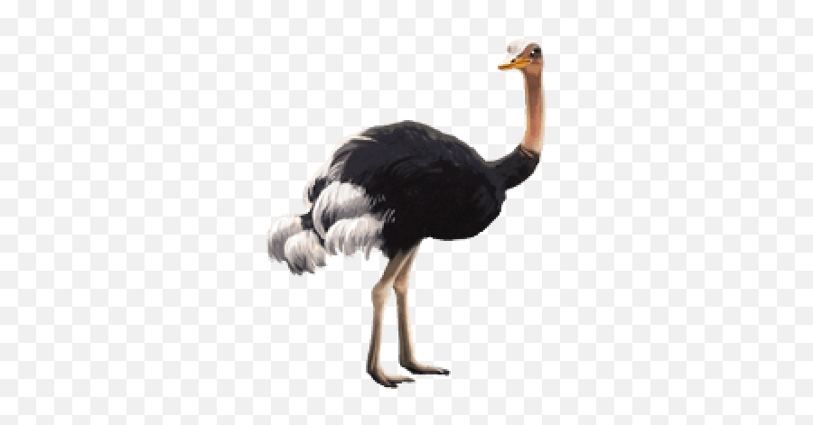 Download Free Png Ostrich Pic - Transparent Background Ostrich Png,Ostrich Png