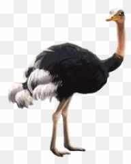 Download Free Png Ostrich Pic - Transparent Background Ostrich Png,Ostrich Png