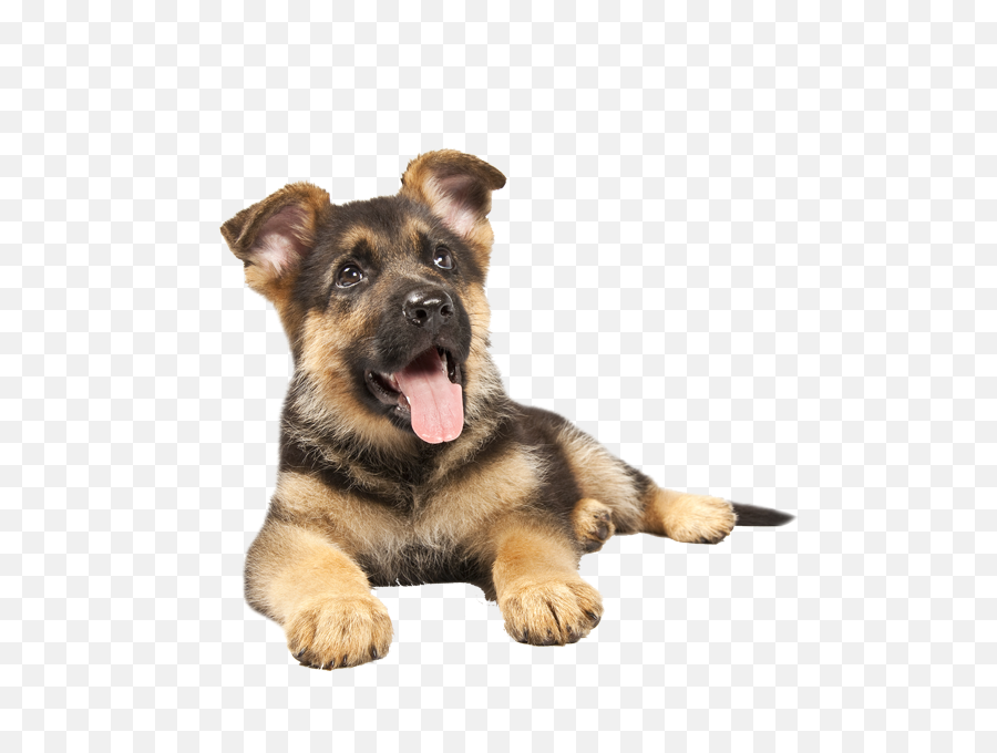 German Shepherd Puppy Png Jpg - German Shepherd Puppy Png,Puppy Png