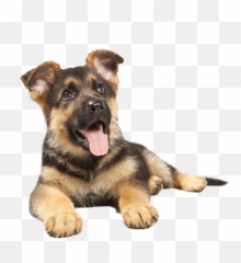 German Shepherd Puppy Png Jpg - German Shepherd Puppy Png,Puppy Png