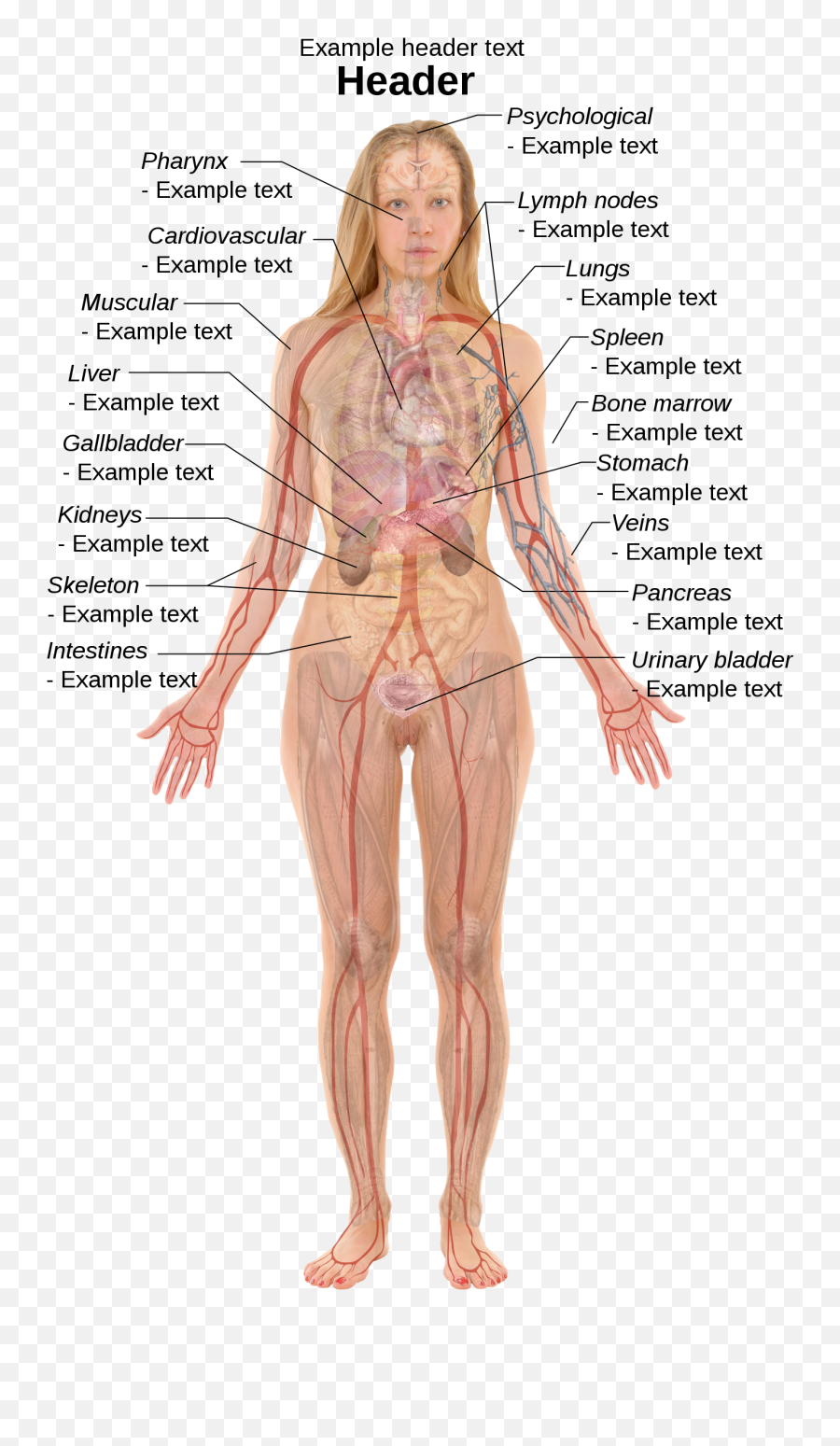 Filefemale Template With Organssvg - Wikimedia Commons Organs In The Female Body Png,Female Png