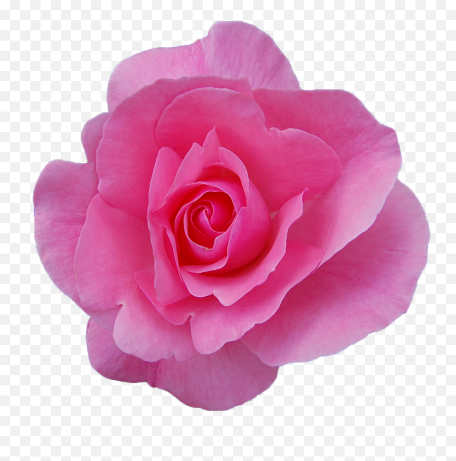 Rose Png Transparent Background Free - Rose,Japanese Flower Png