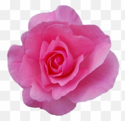 Rose Png Transparent Background Free