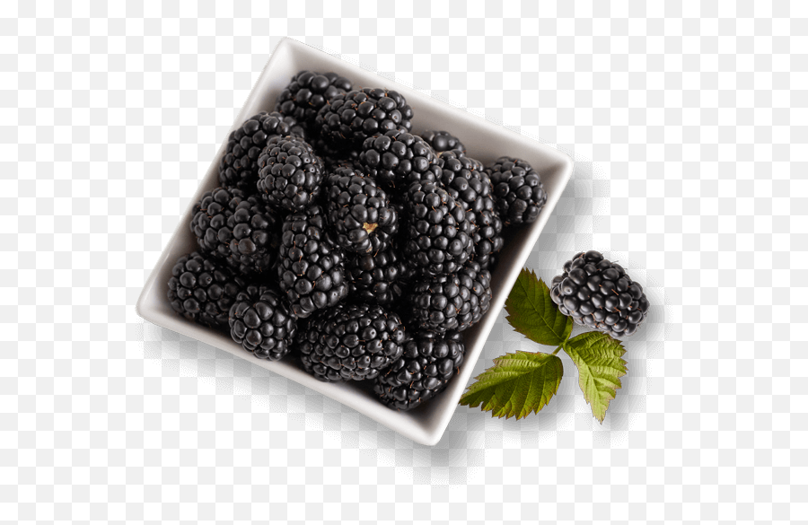 Berries Faqs Driscollu0027s - White Stuff On Blackberries Png,Blackberries Png