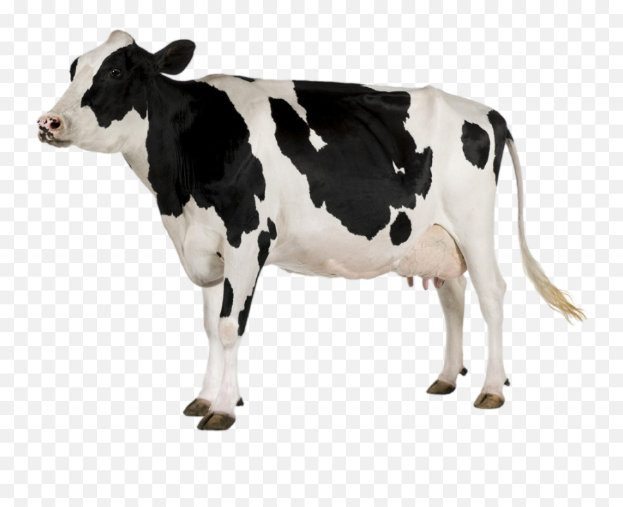 Cow Png Images And Clipart Free Download - Cow Png,Cattle Png