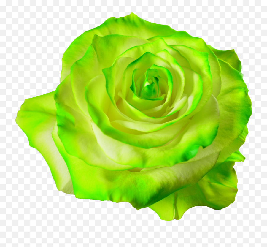 Png Free Green Roses - Transparent Green Flower Png,Green Flower Png