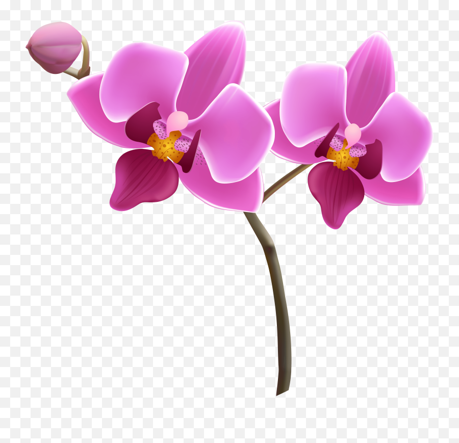 Free Orchid Png Download Clip Art - Orchid Clipart Png,Orchids Png