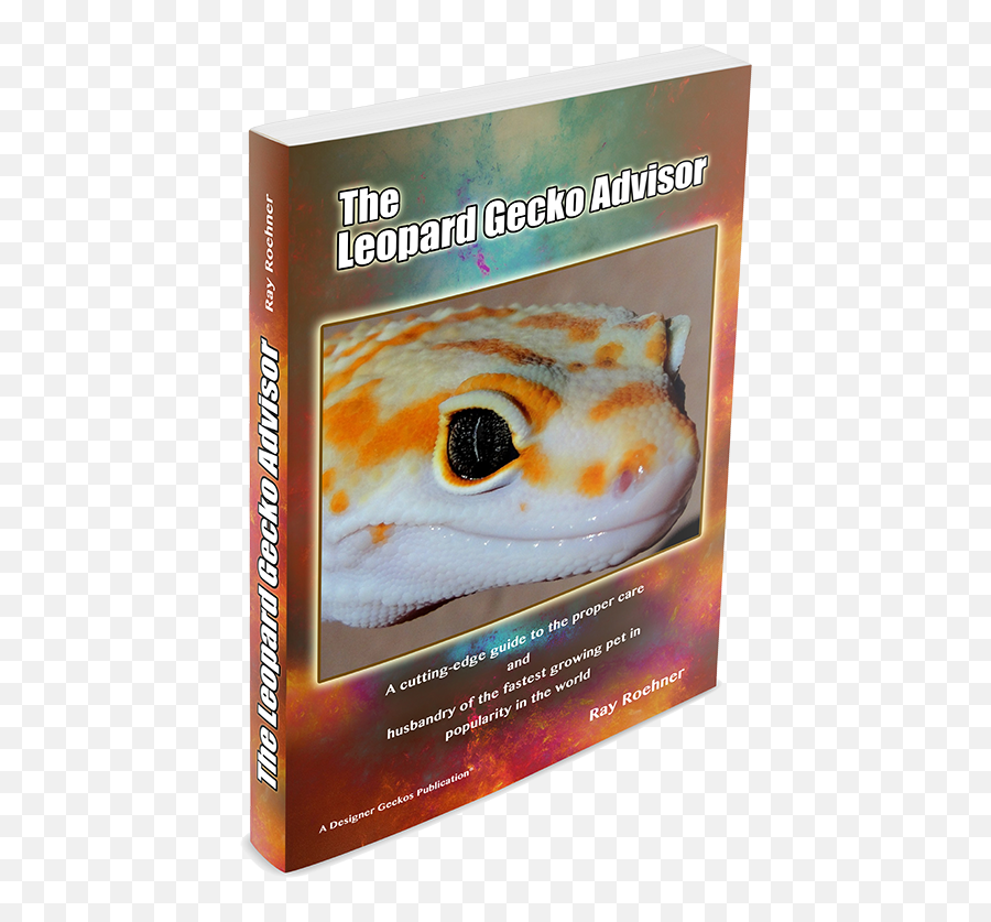 The Leopard Gecko Advisor - Iguanas Png,Leopard Gecko Png