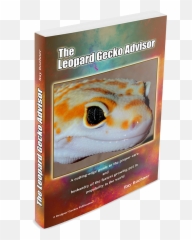 The Leopard Gecko Advisor - Iguanas Png,Leopard Gecko Png