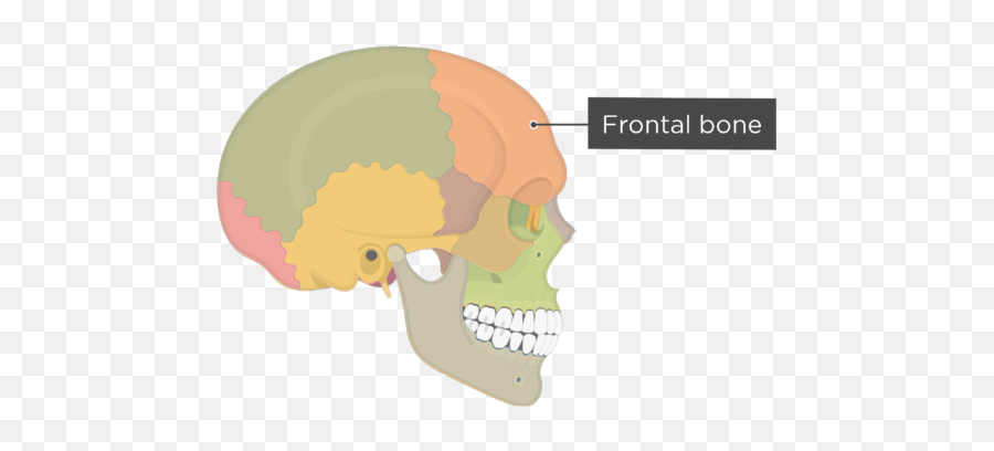 The Skull Bones - Lateral View Cranial Bones Png,Skull And Bones Png