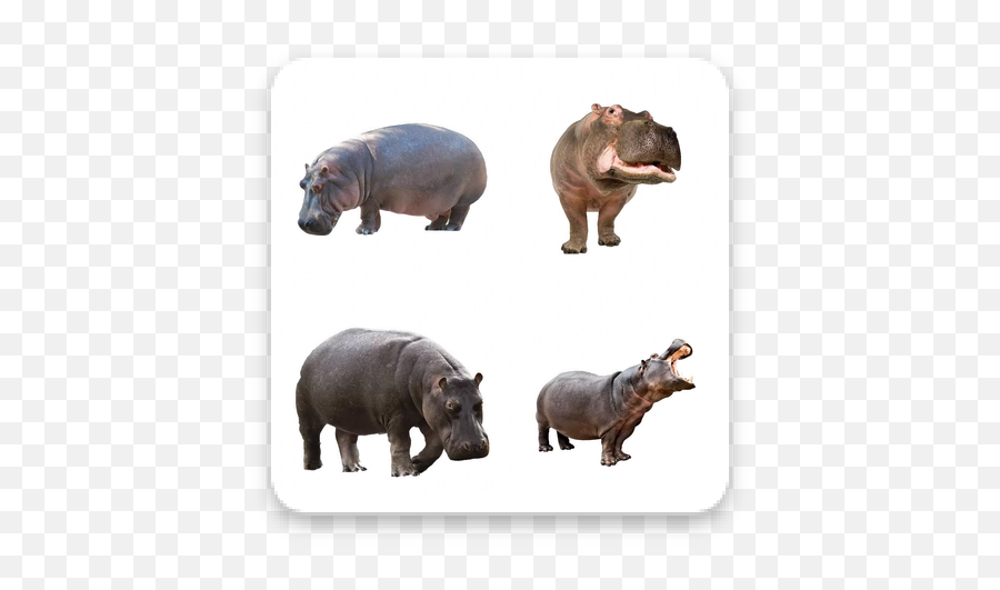 Download Hippopotamus Apk Whatsapp Stickers Free - Hippopotamus Transparent Background Png,Jared Padalecki Icon