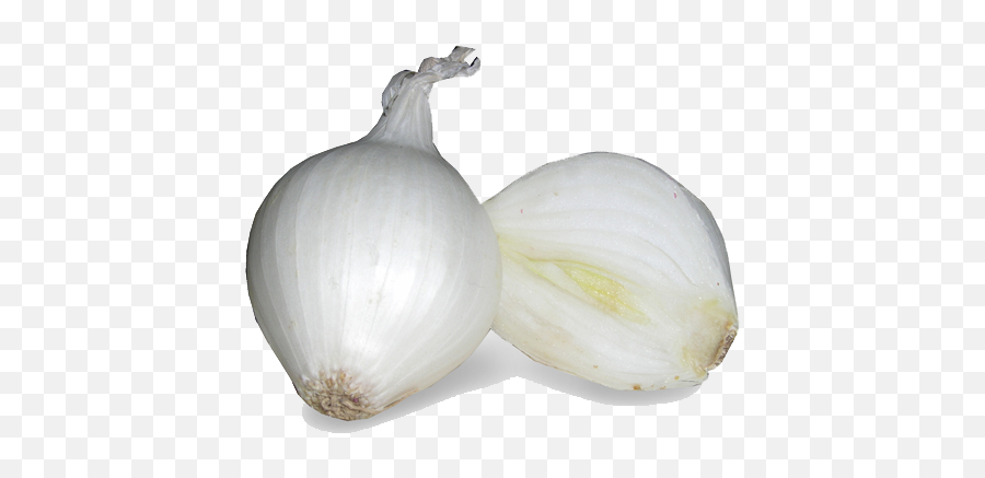 White Onion Png Image - White Onion,Onion Png