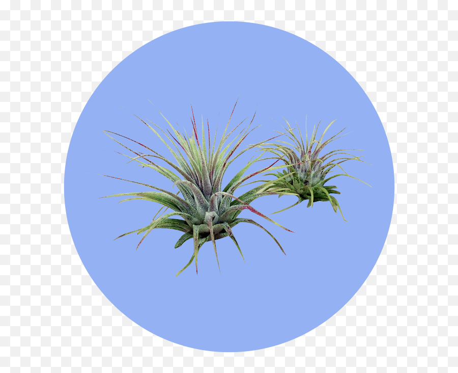 Types Of Air Plants 22 Plant Care Planter Ideas Pineapples Png O - swiss Cleaning Icon