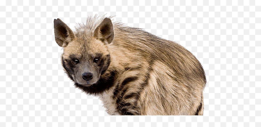 Hyena Icon Clipart - Transparent Background Hyena Png,Hyena Png