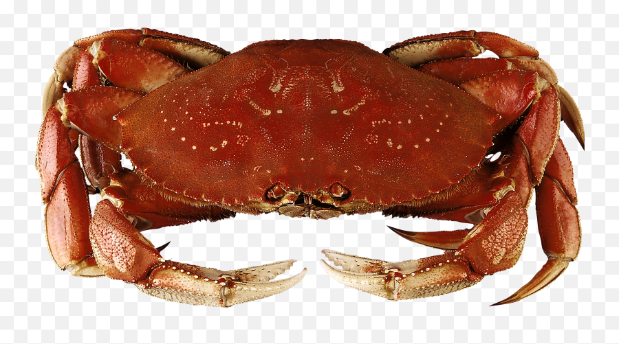 Crab Transparent Png File - Dungeness Crab,Crab Transparent Background