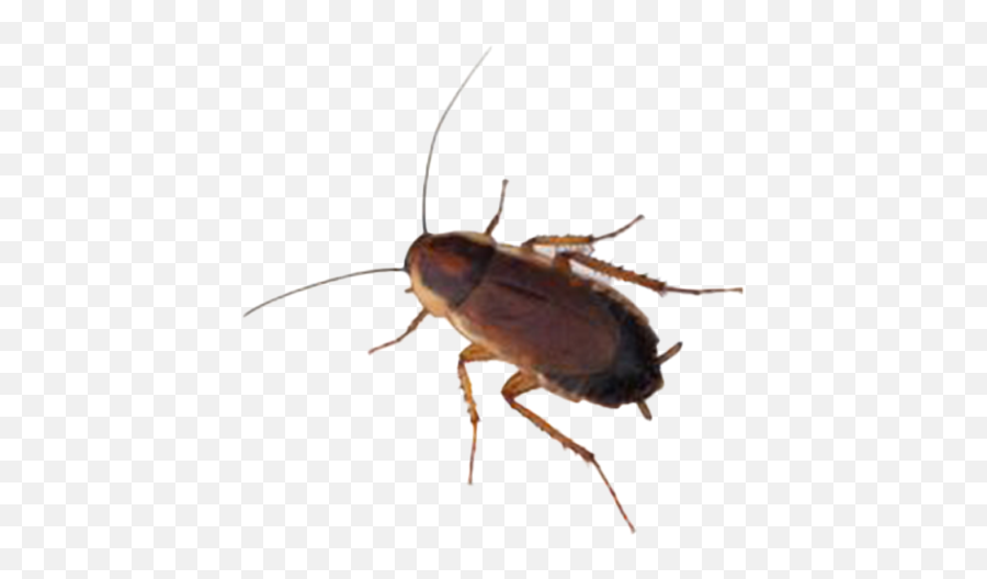 Pest Control Tepco Termite - Wood Cockroach Png,Roach Png