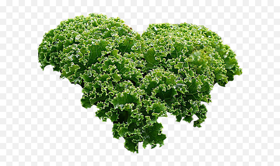 Vegetable Plant Png - Kale,Kale Png