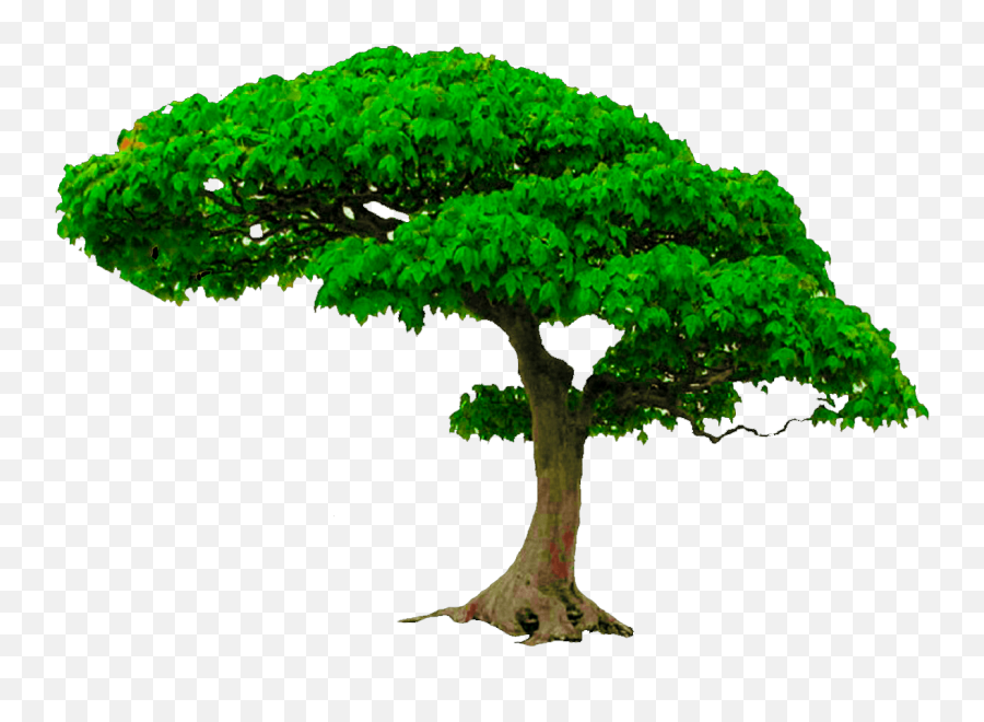 Editing Png Files In Photoshop Picture - Bonsai Tree Png,Png Files For Photoshop