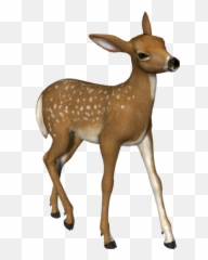 Deer Png Images - Transparent