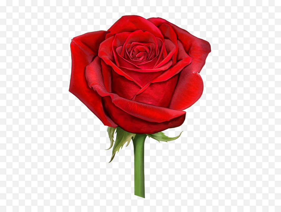 Christmas Red Rose Flower Png