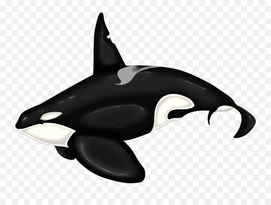 Killer Whale Dolphin Beluga - Keiko Orca Ilistration Png,Whale Transparent Background
